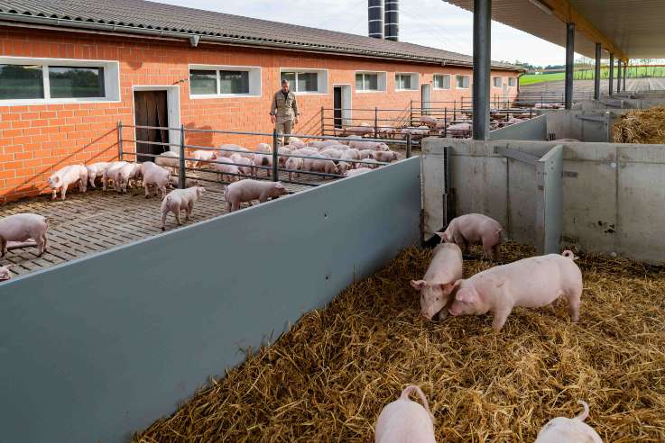 Zukunftsfelder im Fokus // Stallumbau für mehr Tierwohl