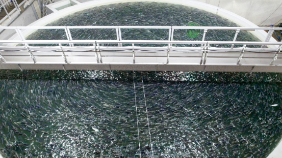Rundes Becken einer Aquakulturanlage mit Wasser und einer darüber verlaufenden Brücke mit Geländer.